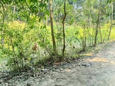 सफीपुर: सफीपुर क्षेत्र के सहवासी गांव में बंदरों का आतंक, आम और फसलों को दे रहे नुकसान, ग्रामीण परेशान