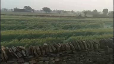 शाहबाद: तेज आंधी-बारिश से फसलों को हुआ नुकसान, मुख्यमंत्री को कराया जाएगा अवगत