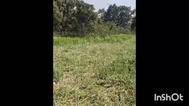 मिहींपुरवा: आजमगढ़ पुरवा गांव में 40 बीघा गेहूं हाथियों ने किया बर्बाद, रात में पेट्रोलिंग करने को मजबूर ग्रामीण