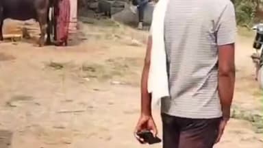 ठीकरी: ग्राम चैनपुरा में वन्यजीव ने गौवंश को बनाया निवाला, पशुपालकों में डर