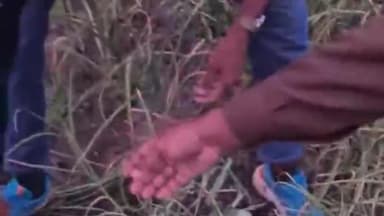 डग: लहसुन की फसल की आड़ में उगाए गए अफीम के पौधे, आरोपी फरार, डग पुलिस की लगातार दूसरी कार्रवाई