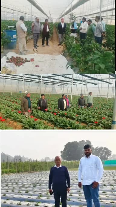 बांगरमऊ: उन्नाव में स्ट्रॉबेरी और जरबेरा से किसान समृद्ध, बागवानी मिशन का लक्ष्य आय को दोगुना करना