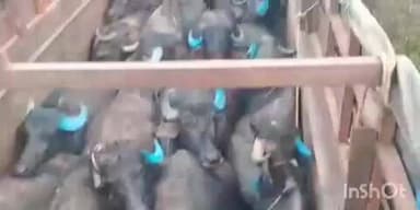 गोहपारु: गोहपारू पुलिस ने फॉरेस्ट बैरियर के पास मवेशियों से भरा ट्रक पकड़ा, पशु क्रूरता अधिनियम के तहत मामला दर्ज