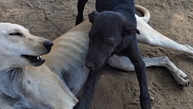 વાલિયા: વાલિયા તાલુકાના જોલી ગામમાં શ્વાસના 11 ગલુડિયાઓને દીપડાએ શિકાર બનાવી ફાડી ખાતા ગ્રામજનો ભયભીત બન્યા છે