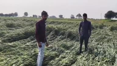 पचपहाड़: भवानीमंडी क्षेत्र के गांवों में मावठे की बारिश से फसले प्रभावित, खेतों में बिछी फसले