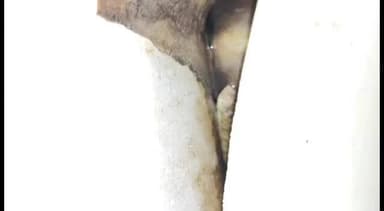 திருவள்ளூர்: மதுராவாயல் தேவி கருமாரியம்மன் கோயில் தெருவை சேர்ந்த பத்மநாபன் என்பவர் வீட்டில் புகுந்த பாம்பை வன காவலர் பிடித்தார்.