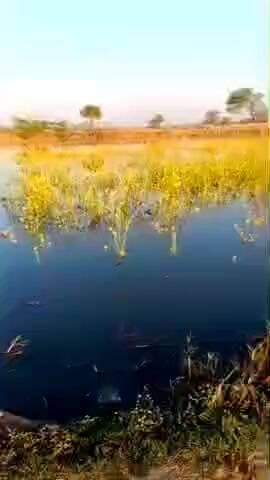 बारा: नीबी माइनर टूटने से सैकड़ों बीघा फसल जलमग्न, किसानों में आक्रोश