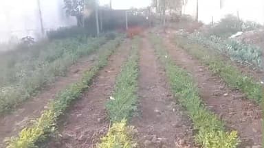 नारायणगंज: जैविक खेती से किसान बंदन उइके का बदला जीवन, रसायन मुक्त खेती की ओर बढ़े कदम