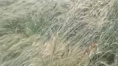 घट्टिया: घटिया तहसील क्षेत्र में ओलावृष्टि से फसलें बर्बाद