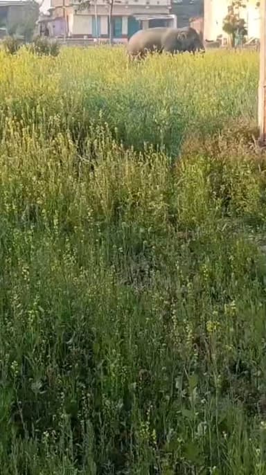 औरंगाबाद जिले के कुटुंबा प्रखंड क्षेत्र में एक जंगली हाथी के आने से ग्रामीणों के बीच दहशत का माहौल है। गुरुवार की सुबह चट्टी बाजार पास हाथी देखे जाने की सूचना फैलते ही अफरा-तफरी मच गई।