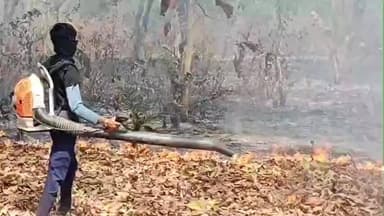 चाकुलिया: कलसीमूंग के यूकेलिप्टस जंगल में लगी भीषण आग, वन विभाग की टीम ने पाया काबू