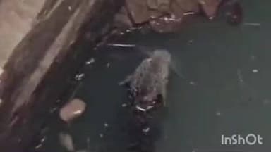 वल्लभनगर: भीण्डर के आलूखेड़ा गांव के पास कुएं में गिरा पैंथर, घंटों की मशक्कत के बाद किया गया रेस्क्यू