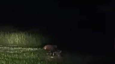 पैठण: सोनवाडी खुर्द येथे दिसला बिबट्या नागरिकात पसरले भितीचे वातावरण