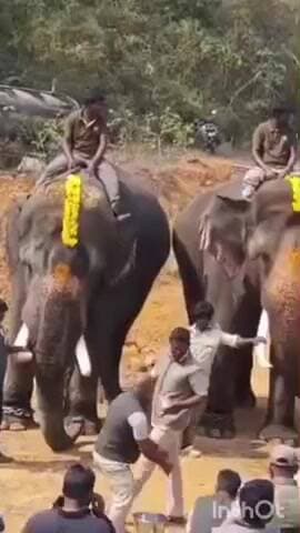 ನರಸಿಂಹರಾಜಪುರ: ಹುಣಸೇಹಳ್ಳಿ ಬಳಿ ಕಾರ್ಮಿಕನ ಬಲಿ ಪಡೆದಿದ್ದ ಕಾಡಾನೆ ಸೆರೆ ಕಾರ್ಯಾಚರಣೆ ಆರಂಭ.!