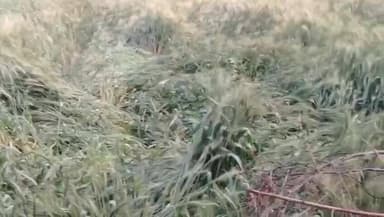 नागदा: नागदा क्षेत्र में बेमौसम बारिश और ओलों से किसानों को भारी नुकसान