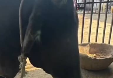 चंदिया: कौड़ियां गांव में बैल के मुंह में लोहे का तार बांधा, गौरक्षकों ने की क्रूरता न करने की अपील, ड्रिप से किया इलाज