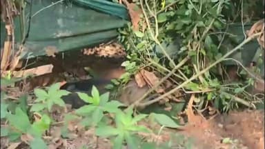 ഉടുമ്പൻചോല: വലിയതോവാളയിൽ വനം വകുപ്പ് രക്ഷപെടുത്തിയ കാട്ടുപന്നി ആക്രമിച്ച് 3 തൊഴിലുറപ്പ് തൊഴിലാളികൾക്ക് പരിക്ക്