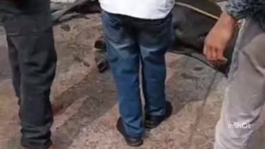 महू: नीम गली में खुली नाली में गिरा सांड, रेस्क्यू कर निकाला गया