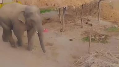 विष्णुगढ़: विष्णुगढ़ और टाटीझरिया के ग्रामीणों ने वन विभाग से हाथियों के आतंक से बचाव के लिए सुरक्षा किट और टॉर्च की मांग की