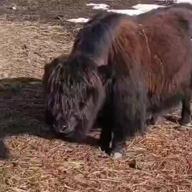 सांगला: ज़िले के ऊँचाई वाले पहाड़ी इलाकों से निचले क्षेत्रों में उतर रहे पालतू जानवर, पर्यटक न जाएं करीब - जिप्र