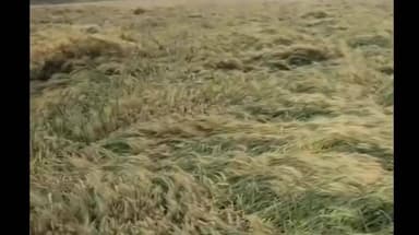 देपालपुर: गौतमपुरा और आसपास के इलाकों में बेमौसम बारिश, किसानों को भारी नुकसान