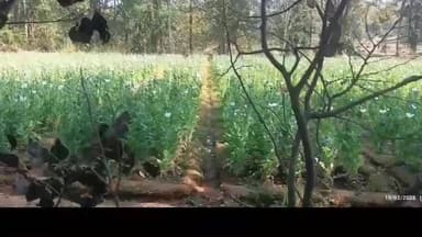 बानो: शाहपुर जितिया टोली में प्रतिबंधित पोस्ता की खेती, ग्रामीणों ने तस्करों के खिलाफ कार्रवाई की मांग की