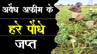 अवैध अफीम के हरे पौधे जप्त | मामला एनडीपीएस का #afim_ke_hre_podhe_japt #ndps #cbn #jhalawadnews #RJ