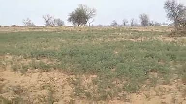 भादरा: भादरा क्षेत्र में मावठ से फसलों को मिला लाभ