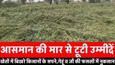 केकड़ी में बारिश व तेज हवा से गेहूं व जौ की फसलों में भारी नुकसान।। किसानों के अरमान धूंधले।।