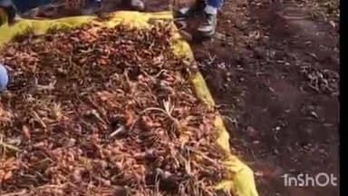 हरसूद: अरिहंत स्कूल के विद्यार्थियों की मेहनत रंग लाई, अच्छा रहा हल्दी का उत्पादन