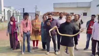 पीसांगन: कोटड़ा में 7 फीट लंबा धामण सांप घर में घुसा, इलाके में दहशत, मित्र टीम ने मौके पर पहुंचकर किया रेस्क्यू