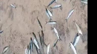 കൊച്ചി: പുതുവൈപിന്നിൽ ചാളച്ചാകര... പ്രദേശവാസികൾ ചാകര കാണാൻ പുതുവൈപ്പ് ബീച്ചിൽ എത്തി