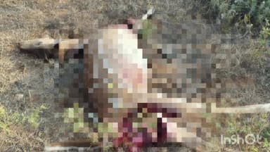 மேட்டுப்பாளையம்: ஓதிமலை அடிபாரப்பகுதியில் புள்ளி மானை வேட்டையாடிய மர்ம விலங்கால் பொதுமக்கள் அச்சம்