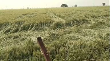 अन्ता: अंता क्षेत्र में बेमौसम बारिश और तेज हवाओं ने किसानों की चिंता बढ़ाई, गेहूं की फसल आड़ी पड़ी