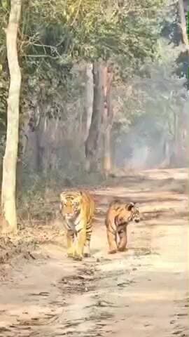 कलीनगर: पीलीभीत टाइगर रिजर्व के जंगल में पर्यटकों की गाड़ी के आगे घूमता नजर आया बाघ का कुनबा