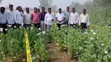 औंढा नागनाथ: मूर्तीजापुर सावंगी शिवारात दहा क्विंटल पेक्षा अधिक अफूची झाडे जप्त