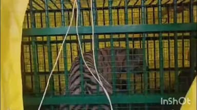 पलिया: सम्पूर्णानगर थाना क्षेत्र में दहशत का पर्याय बना बाघ वन विभाग के पिंजरे में हुआ कैद, ग्रामीणों ने ली राहत की सांस