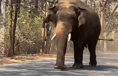 ಹಳಿಯಾಳ: ಭಾಗವತಿಯ ಹತ್ತಿರ ರಾಜ್ಯ ಹೆದ್ದಾರಿಯಲ್ಲಿ ಮತ್ತೆ ಎಂಟ್ರಿ ಹೊಡೆದ ಗಜರಾಜ