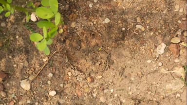 कोलारस: टीला गांव में खेत पर गाय का शिकार, तेंदुए की आशंका से ग्रामीणों में दहशत