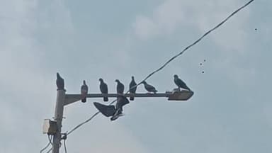 ପଦ୍ମପୁର: କଲେଜ ରୋଡ ଷ୍ଟ୍ରୀଟ ଲାଇଟର ବିଦ୍ୟୁତ ତାରରେ ଫସି ରହିଥିବା ପାରା ଉଦ୍ଧାର