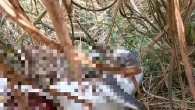 खुलताबाद: पिंपरी शिवारात बिबट्याने पाडला नर काळविटाचा फडशा;परिसरात भितीचे सावट