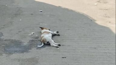 আউশগ্রাম ১: গুসকরা বাসস্ট্যান্ডে হৃদয়বিদারক দৃশ্য, বাসের চাকায় পৃষ্ট হয়ে মৃত শাবকের দেহ ঘণ্টার পর ঘণ্টা আগলে রাখলেন মা সারমেয়