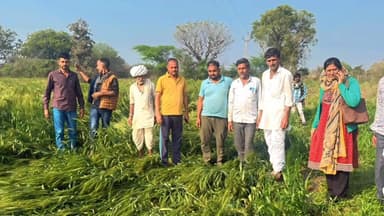 कोटड़ी: बड़ा महुआ में बारिश और ओलावृष्टि से फसल हुई खराब, अधिकारियों ने किया मौके पर निरीक्षण