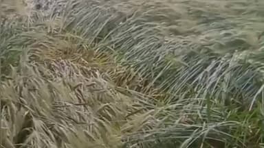 खाचरौद: खाचरोद में कांग्रेस ने फसल नुकसान पर तत्काल मुआवजे की मांग करते हुए ज्ञापन सौंपा