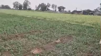 घट्टिया: किसान कांग्रेस के जिलाध्यक्ष अशोक जाट ने ओलावृष्टि से खराब हुई फसल का निरीक्षण किया