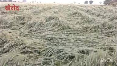 बदनावर: अचानक बारिश से गेहूं की फसल में नुकसान की आशंका