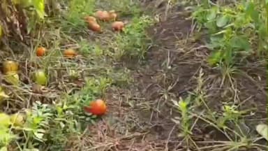 सीतामऊ: तितरोद में बेमौसम बारिश और ओलावृष्टि से किसान को टमाटर का नुकसान, अन्य किसान भी चिंतित