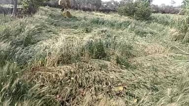 raat ko Hui olavrishti se gehun Ki fasal Bigad dharashahi aur Bigad Gai aur Kisan ko Bahut dukh kashyap colony idhga kea