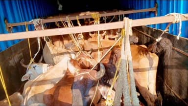 ଆନନ୍ଦପୁର: ସାନମଣଦା ବସ୍ ଷ୍ଟାଣ୍ଡରେ ହିନ୍ଦୁ ସଂଗଠନ ଦ୍ଵାରା ଗୋ ବୋଝେଇ ଟ୍ରକ ଜବତ କରାଯାଇଛି