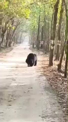 बीसलपुर: पीलीभीत टाइगर रिजर्व के जंगल में पर्यटकों की गाड़ी के सामने आया भालू, वीडियो सोशल मीडिया पर हुआ वायरल